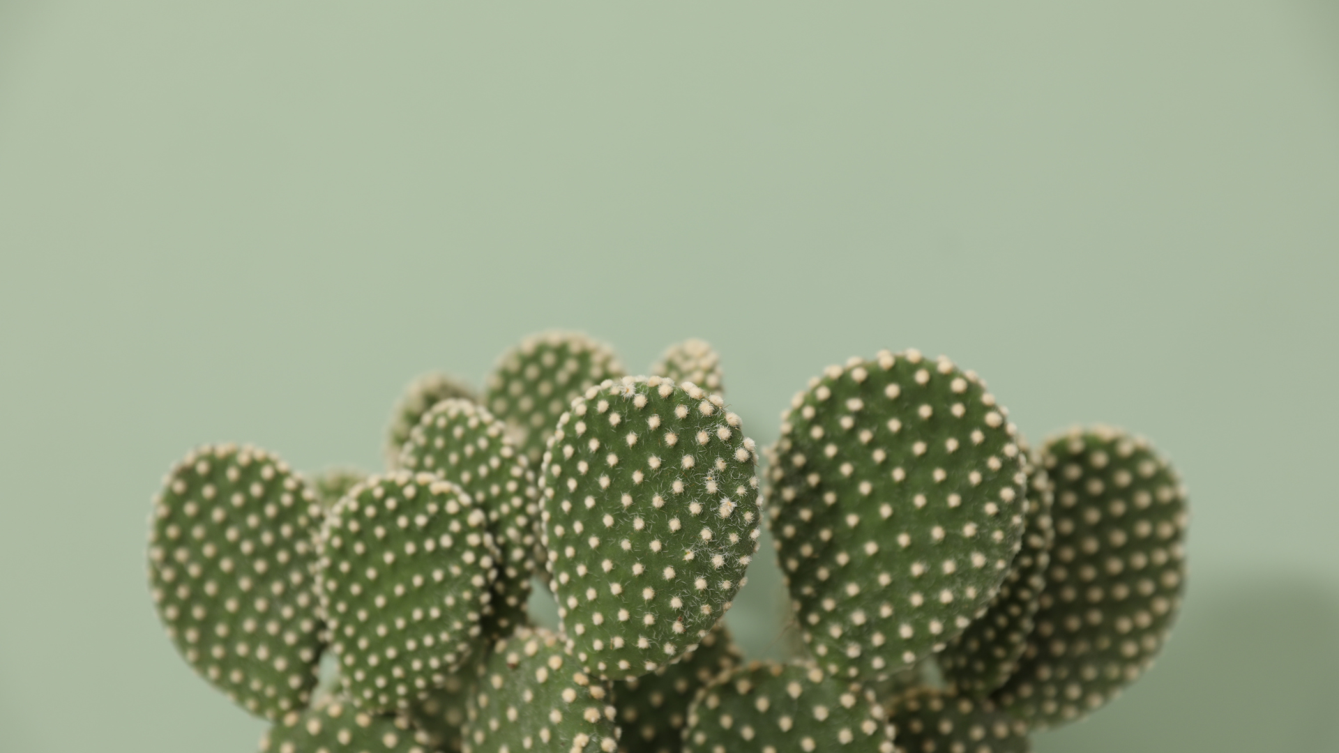 The Nopal: From Ancient Civilizations to Modern Tables - Eating With Carmen  Food Tours